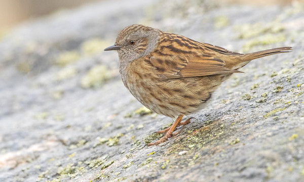 ERINOMAINEN RAUTIAISKEVÄT KÄYNNISSÄ