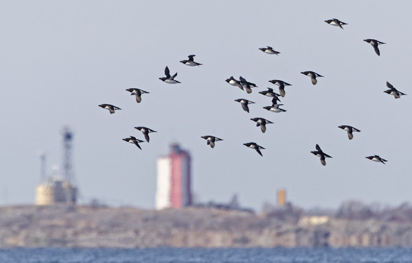 UTÖN OHI KULKEE VILKAS RUOKKIEN MUUTTOREITTI