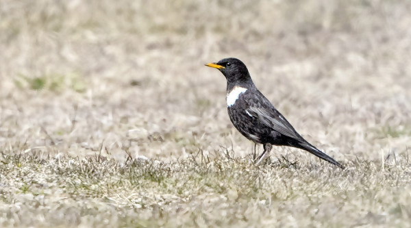 KEVÄÄN EKA SEPELRASTAS SAAPUI VARSIN MYÖHÄÄN