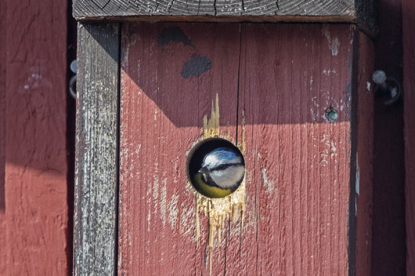 SINITIAINEN AIKOO PESIÄ SAUNALLAMME