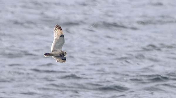 DOKUMENTTITASON KUVAT NOKKAVARPUSESTA JA SUOPÖLLÖSTÄ TÄLTÄ PÄIVÄLTÄ