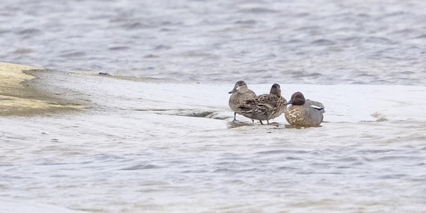 VASEMMALLA VAALEAPOSKINEN JA OUDON HARMAANVÄRINEN TAVILAJIN YKSILÖ TAVALLISEN TAVIPARIN SEURASSA.