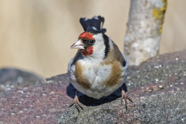 TIKLIT KÄYVÄT JUOMA-ALTAALLA