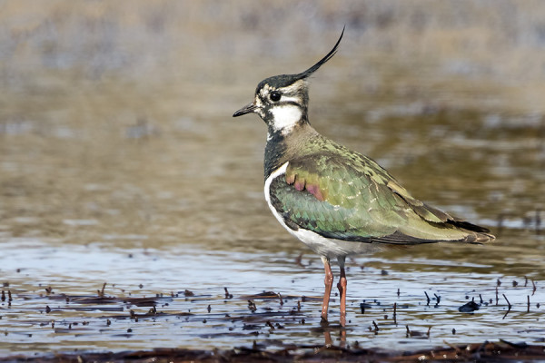YKSINÄINEN TÖYHTÖHYYPPÄ ON JO PITKÄÄN VIIHTYNYT SAARESSA
