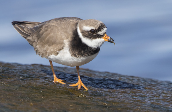 TYLLI LÖYTÄÄ SYÖTÄVÄÄ VEDEN HUUHTOMILTA KALLIOILTA