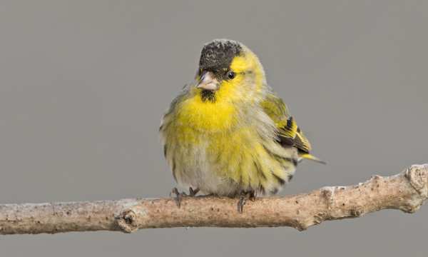 VIHERVARPUSIA ON NÄKYNYT VAIN MUUTAMA