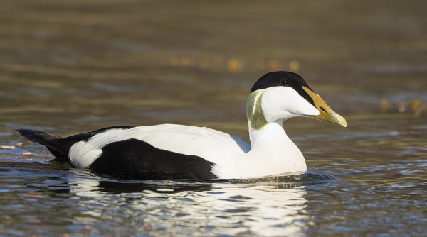 KOIRAS HAAHKOJA ON ENÄÄ VÄHÄN SAAREN RANTAVESISSÄ
