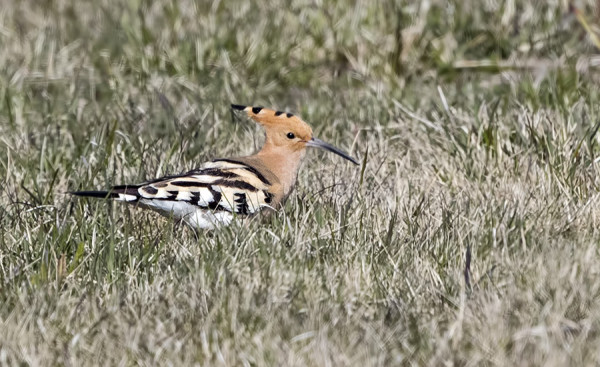 HARJALINTU LIIKKUI NIIN VILKKAASTI ETTEIVÄT KAIKKI EHTINEET LINTUA EDES NÄHDÄ