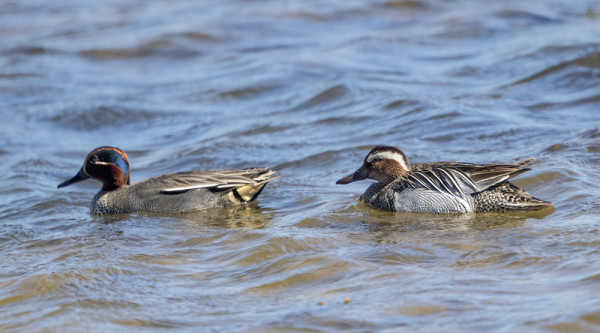 KAKSI TAVILAJIA OSUI SAMAAN KUVAAN
