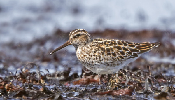 JÄNKÄSIRRIÄISIÄ ON TÄNÄ KEVÄÄNÄ TAVANOMAISTA ENEMMÄN