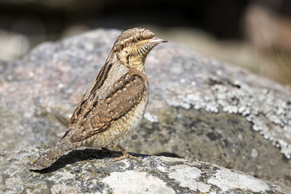 KÄENPIIKOJA NÄYTTÄÄ JÄÄVÄN SAAREEN PARI PARIA