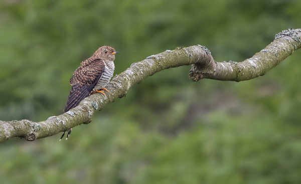KÄKI SAAPUI VASTA TÄNÄÄN