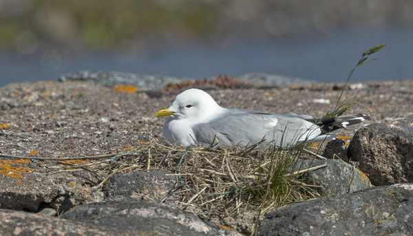 KALALOKKI HAUTOO KOVASEN PERHEEN LAITURILLA