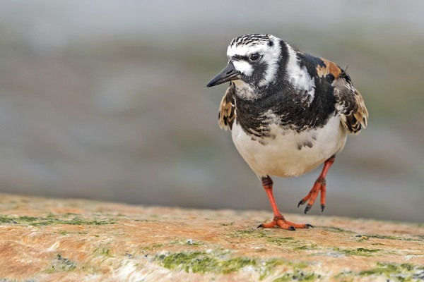 karikukko_02_Korppoo_05_17