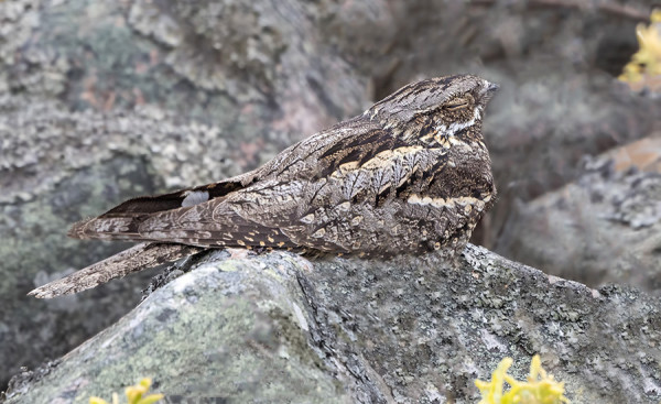KEHRÄÄJÄ NUKKUI RAUHALLISESTI ITÄNIITYN REUNAKIVIKOSSA