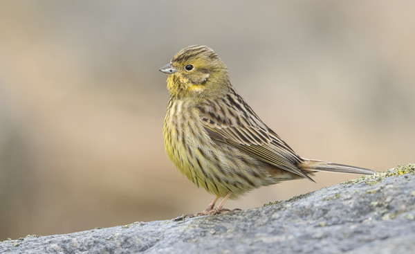 KELTASIRKUT LOPETTELEVAT KOHTA MUUTTOAAN