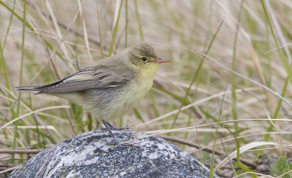 kultarinta_01_Korppoo_05_17