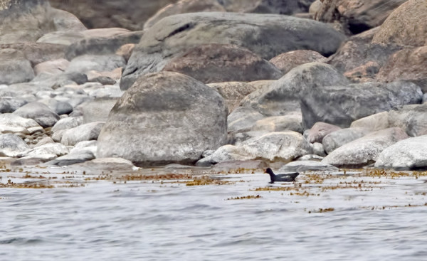 LIEJUKANA VÄHÄN EPÄTYYPILLISESSÄ MILJÖÖSSÄ AVOMEREN RANNALLA