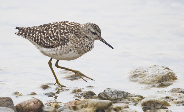 LIROT OVAT JO MENNEET POHJOISEEN