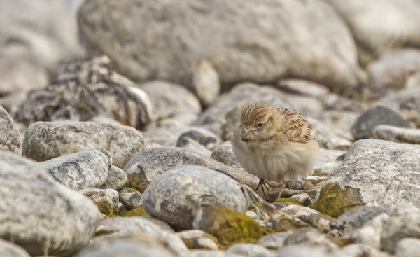 LYHYTVARVASKIURU ON ENNENKIN LÖYTYNYT ITÄRANNALTA, NIIN TÄNÄÄNKIN