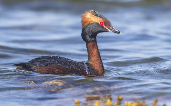 MUSTAKURKKU-UIKKUJA ON SAARESSA NYT 2 PARIA