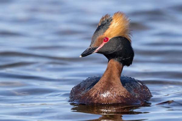 MUSTAKURKKU-UIKKU PARI VIIHTYY JÄLLEEN SAUNALAHDELLA