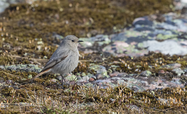 JOKUNEN MUSTALEPPÄLINTU NÄKYY SILLOIN TÄLLÖIN