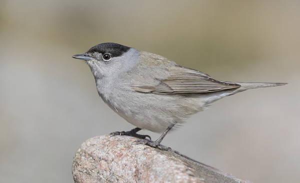 MUSTAPÄÄKERTTUJEN PÄÄMUUTTO LÄHESTYY