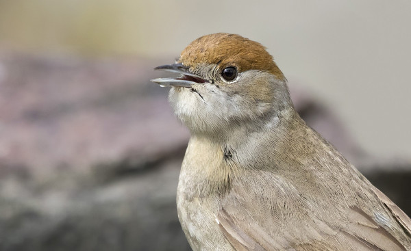 KURKKU TÄYNNÄ VETTÄ