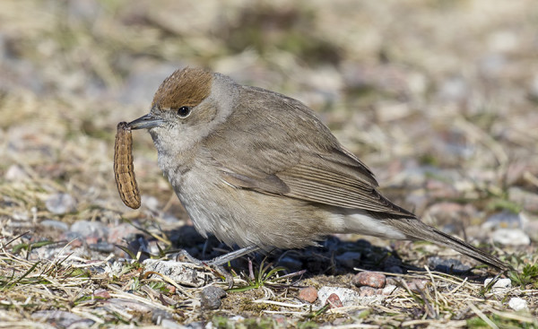 MUSTAPÄÄKERTTU ON NÄLKÄINEN MUUTTOMATKAN RASITUKSISTA (Kuva: Outi Sarjakoski)