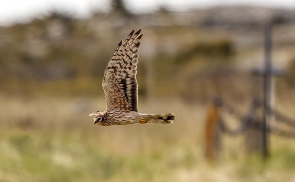 NAARAS NIITTYSUOHAUKKA ITÄNIITYLLÄ