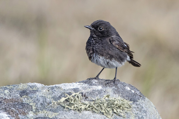 nokitasku_01_Korppoo_05_17