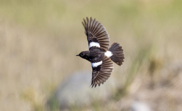 NOKITASKU OLI MEGAYLLÄTYS - LENTOKUVAN OTTI OUTI
