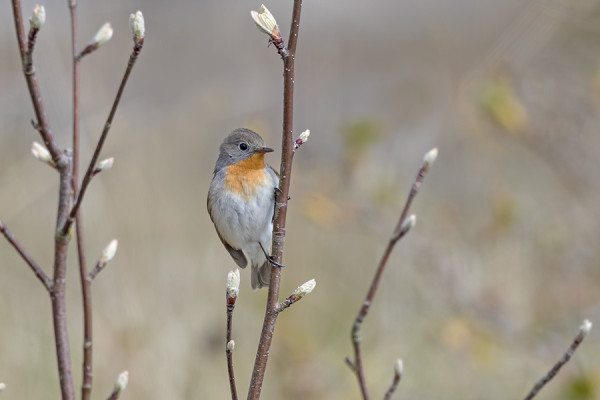 pikkusieppo_05_Korppoo_05_17