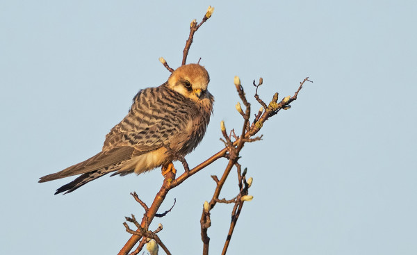 PUNAJALKAHAUKKA POSEERASI HIENOSTI AAMUVALOISSA