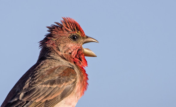 PUNAVARPUSTEN MUUTTO ON NYT HYVÄSSÄ VAUHDISSA