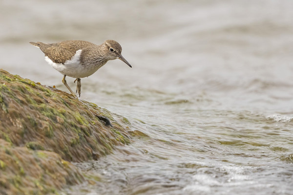 KARIKUKKOJA ON SAARESSA 4-5, RANTASIPI PUOLESTAAN SATUNNAINEN