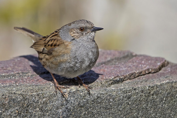 YKSI RAUTIAINEN VIIPYY VIELÄ SAARESSA