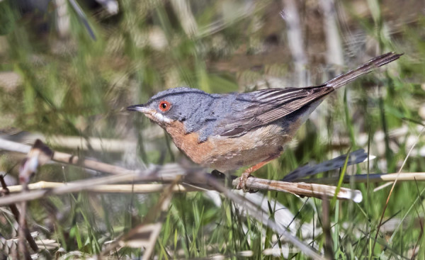 SAAREN KAUTTA AIKAIN KUUDES RUSORINTAKERTTU
