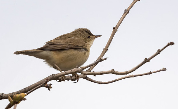 RYTIKERTTUNEN VIIHTYI PIHALLAMME MUTTA OLI HANKALA KUVATTAVA
