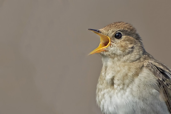 SATAKIELET LAULAVAT JO INNOLLA, TÄMÄ MEIDÄN SAUNALLA