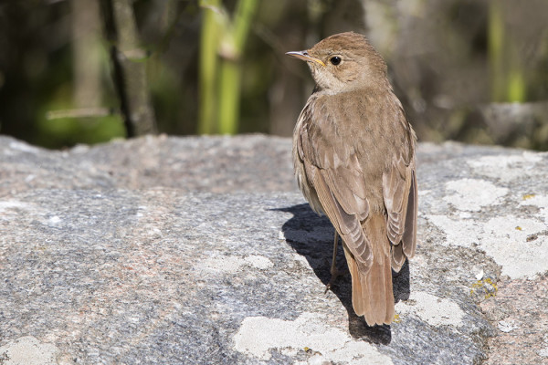MUUTAMA SATAKIELI LAULAA SAARESSA