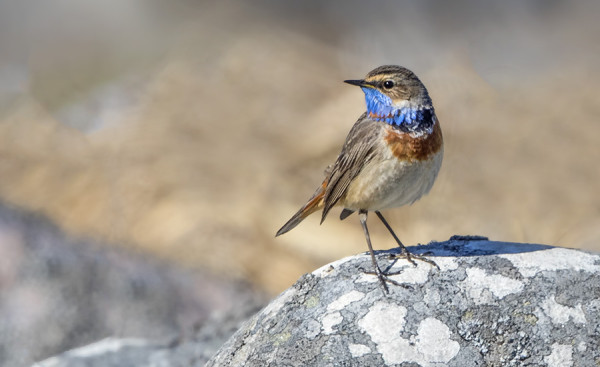 SINIRINTOJEN PÄÄMUUTTO ON JUST NYT