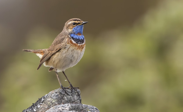 SINIRINTOJA ON TÄNÄ KEVÄÄNÄ OLLUT TAVANOMAISTA ENEMMÄN