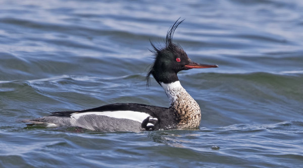 TUKKAKOSKELOITA ON SAAREN VESILLÄ 3-4 PARIA