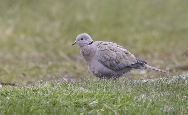 PÄIVÄN SATOA: PIKKUSIEPPO, KULTARINTA, TURKINKYYHKY