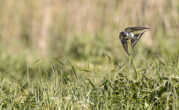 KOVALLA TUULELLA HAARAPÄÄSKYT PYYDYSTELEVÄT MATALALLA