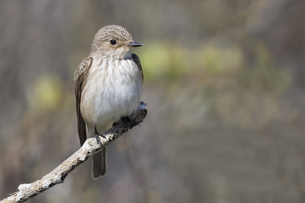 KAIKKI PAIKAT OLIVAT TÄYNNÄ HARMAASIEPPOJA