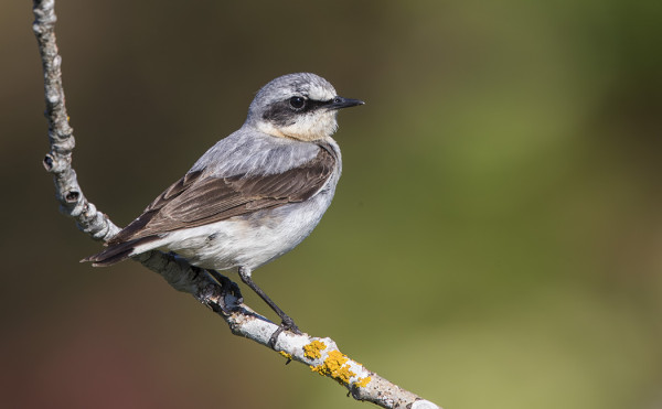 KIVITASKUJA SAARESSA PESII AINAKIN 4 PARIA