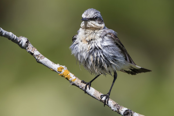 KIVITASKU JUHANNUSSATEEN JÄLKEEN